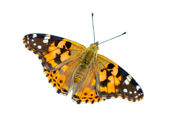 Obraz premium Schmetterling isoliert als Freistellern über transparentem Hintergrund