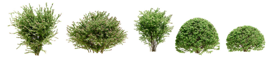 Set of Abelia Grandiflor plant isolated on transparent background. 3D render.
