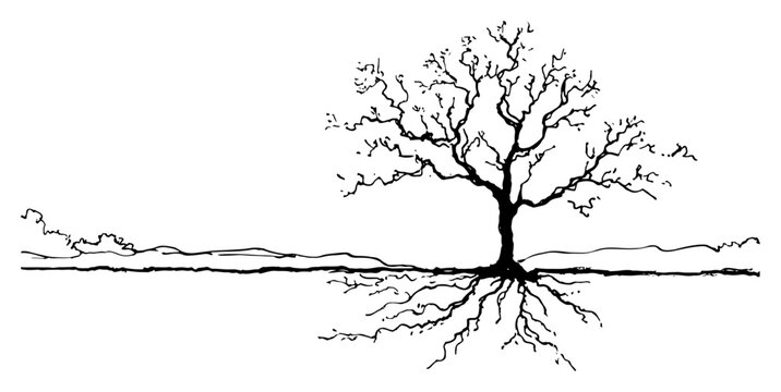 Sketch of large leafless tree with visible underground root system