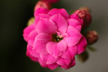 Obraz premium Macro close-up of a pink kalanchoe flower in bloom with layered petals and soft natural light. The image captures delicate floral texture, vibrant color, and shallow depth of field
