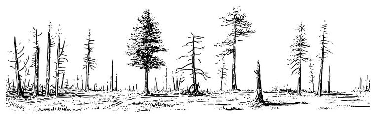 Panoramic landscape sketch of coniferous forest with pine trees and dead trunks © Celestynka