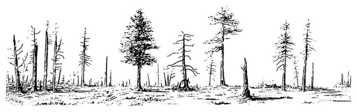 Panoramic landscape sketch of coniferous forest with pine trees and dead trunks