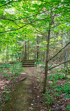Wilderness path leads to cement steps