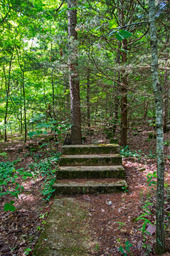 Only steps remain in the overgrowth