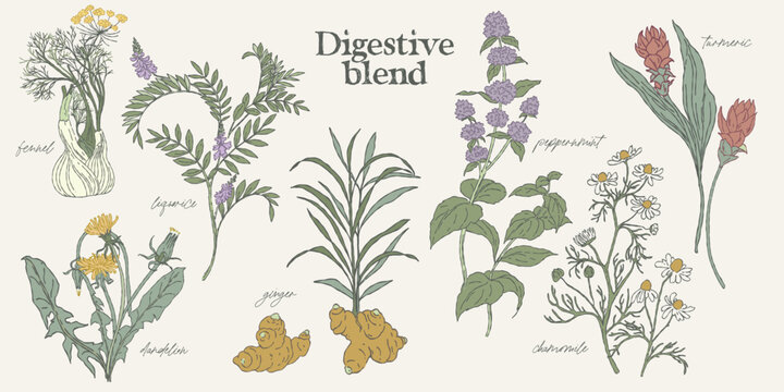 Digestive Herbal Blend Medicinal Plants Set