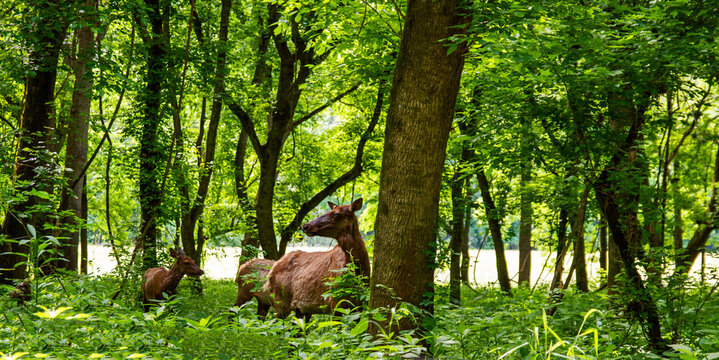 Momma elk and her calf