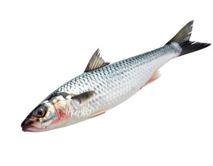 Fototapeta premium Fresh river fish with silvery scales and wide eye