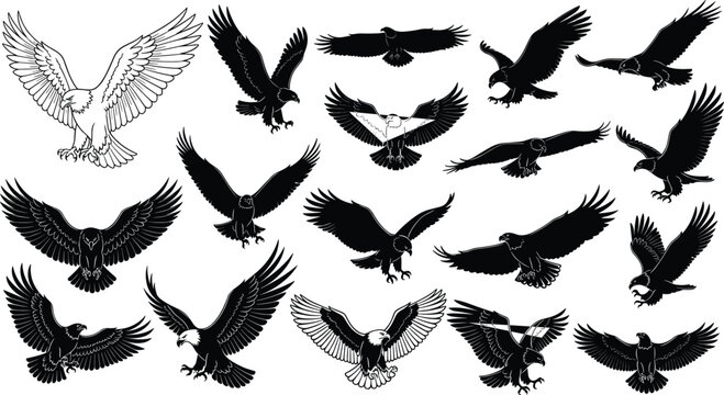 Vector illustration of eagles in dynamic flying and landing poses, stylized black silhouettes and detailed line artwork showcasing feathers