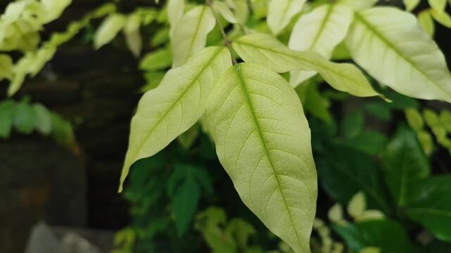 Fresh starfruit tree leaves with natural green texture, showing tropical foliage detail in garden environment.