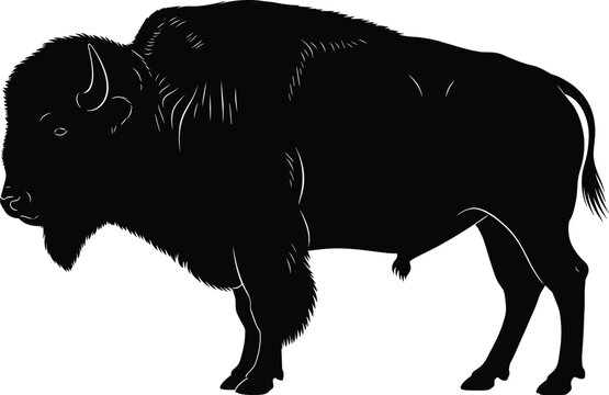 Bison silhouette vector illustration with distinct hump and large head, wildlife artwork design, nature animal profile, decorative black drawing