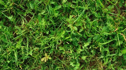 Obraz premium Lush Green Grass and Wild Vegetation in Natural Outdoor Environment
