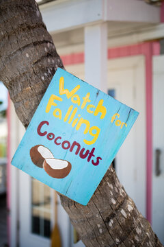 Watch for falling Coconuts sign,editorial