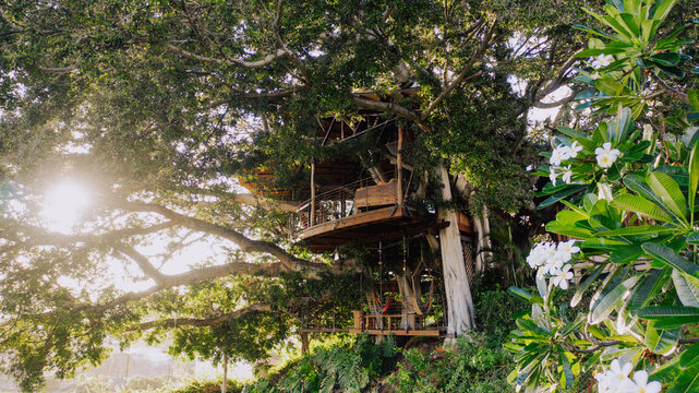 Aerial view of a cozy treehouse nestled within the embracing arms of a giant tree, a secret haven bathed in golden sunlight, Honolulu, Hawaii, United States.