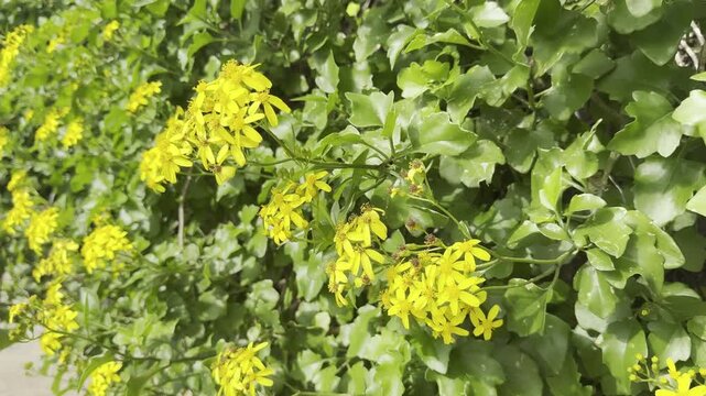 Senecio angulatus, also known as creeping groundsel. Cluster of bright yellow Farfugium japonicum flowers blooming in a garden. 