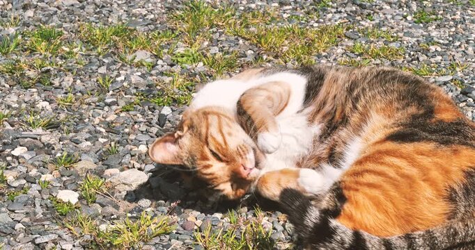 tricolored cat rolling on the gravel ground