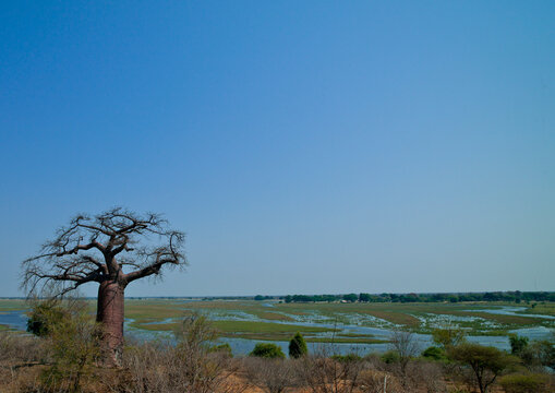 Bogs upstream from victorial falls, Botswana