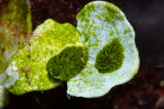 Masters of Mimicry: Two tiny Bosellia mimetica sea slugs perfectly camouflaged on a Halimeda tuna algae in Tamariu, Spain
