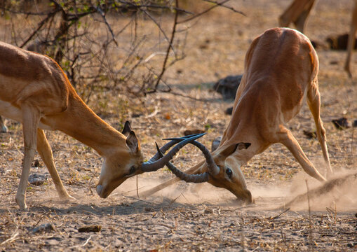 Two impalas fighting, Chobe national park, Botswana