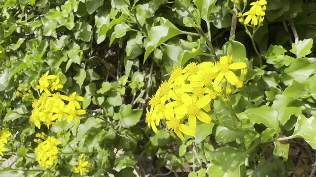 Senecio angulatus, also known as creeping groundsel. Cluster of bright yellow Farfugium japonicum flowers blooming in a garden. 