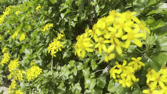 Senecio angulatus, also known as creeping groundsel. Cluster of bright yellow Farfugium japonicum flowers blooming in a garden. 