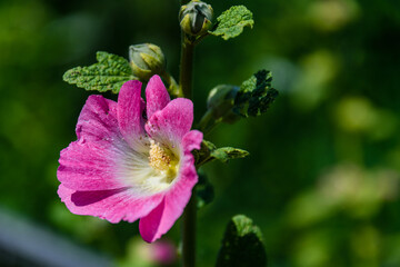 Pink mallow flowers (malva alcea) on a flowerbed © ihorbondarenko