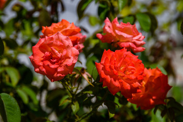 Fototapeta premium Red roses blossoming in a garden on spring