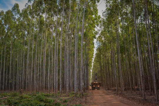 Logging Forestry Machine Equipment Timber Harvesting