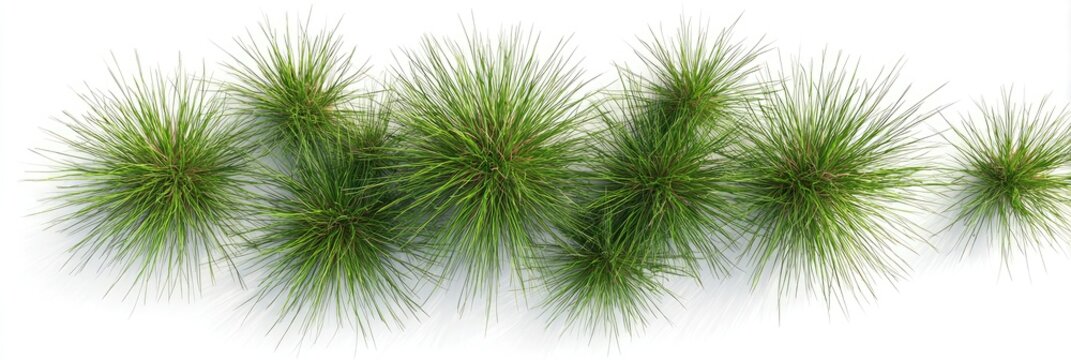 Overhead view of green tufts of grass with long blades against a white background