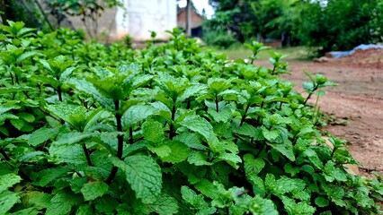 Fresh Green Mint Leaves Growing in Home Garden Close Up © Dicky