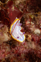 Purple-Tipped Elegance: A beautiful Felimida krohni nudibranch with purple rhinophores and a golden mantle border in Tamariu, Spain