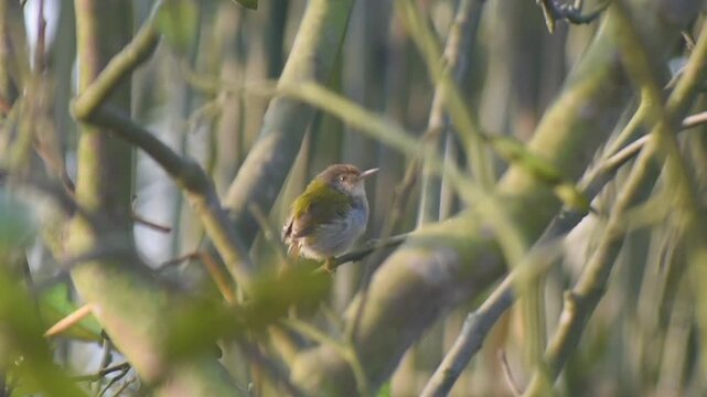 Common Tailorbird chirping and perching in a citrus tree with soft morning light.