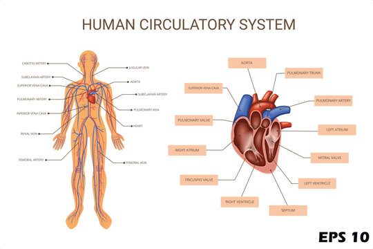Human Circulatory System Anatomy Diagram. Vector Illustration of Cardiovascular Network with Labeled Heart Chambers, Arteries, and Veins