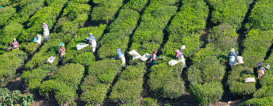Tea pickers or pluckers harvesting leaves on plantation in Munnar, India, sacks filled with plants in Kerala, farm worker, agriculture