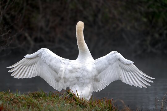 Cisne vulga, Cygnus olor, en libertad, Galicia, Espa&ntilde;a