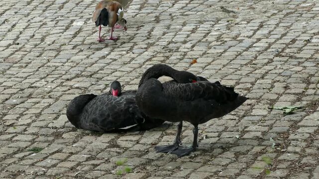 Black Swans Resting and Standing on Cobblestone Path in Urban Park Setting