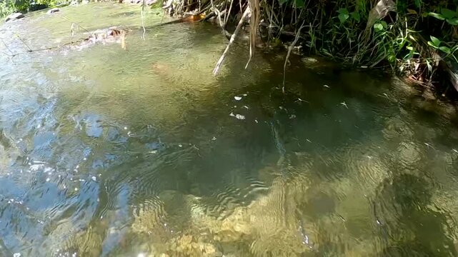Group of Water Striders Skimming on River Surface.