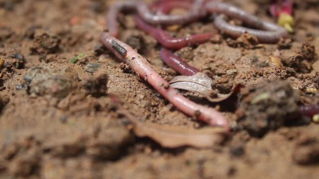 close up of some worms moving in the soil