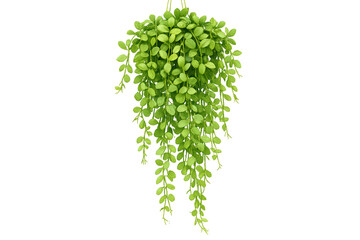Naklejka premium Hanging dischidia plant with lush green leaves and trailing vines, indoor home decoration, transparent background