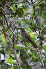 Yellow-vented Bulbul (Pycnonotus goiavier) perched on a tree branch with its beak open as if singing, captured in its natural tropical habitat. The image showcases authentic wildlife behavior and wood