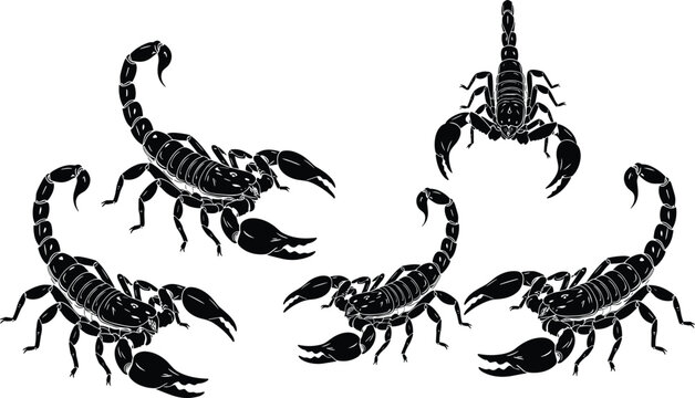 Black scorpion silhouette set with various stinging poses isolated on white background for dangerous desert wildlife and toxic arachnid design