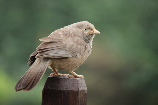 Close-up side profile of a Jungle Babbler (Argya striata) perched on a wooden post against a smooth green bokeh background. The bird&rsquo;s soft brown plumage and pale eye are clearly visible, creating a c
