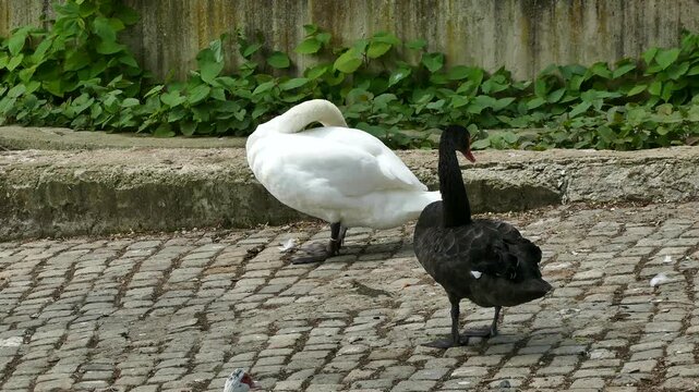 BlackBlack and white swans  resting near a pond in a parkand white swans  resting near a pond in a park