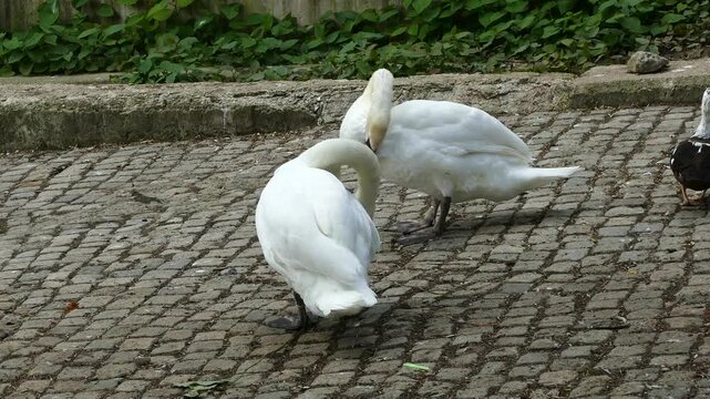 swan; swans; black; white; Cygnus; atratus; bird; birds; waterfowl; wildlife; nature; park; outdoor; cobblestone; pavement; plumage; feathers; beak; red; elegant; avian; fauna; animal; lake; pond; sta