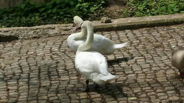 White swans  resting near a pond in a park