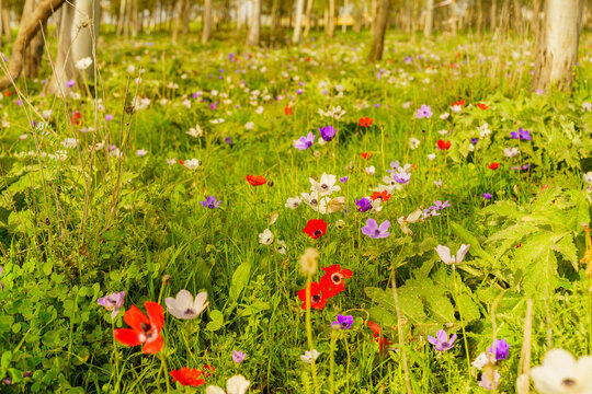 Colorful Anemone wildflowers in a Eucalyptus grove, Jezreel Valley