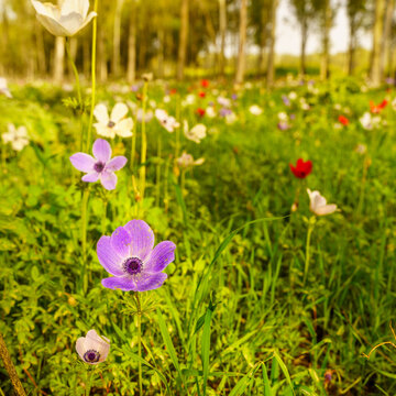 Colorful Anemone wildflowers in a Eucalyptus grove, Jezreel Valley