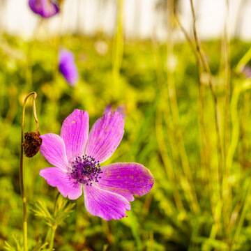 Colorful Anemone wildflowers in a Eucalyptus grove, Jezreel Valley