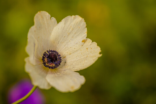 White Anemone wildflower
