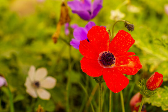 Colorful Anemone wildflowers in a Eucalyptus grove, Jezreel Valley