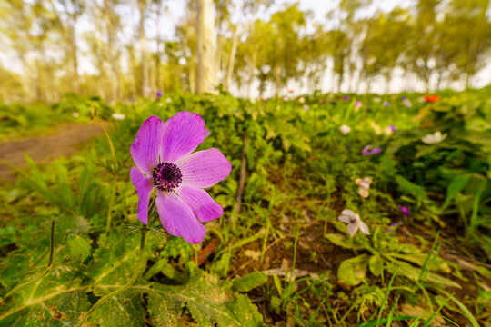 Colorful Anemone wildflowers in a Eucalyptus grove, Jezreel Valley